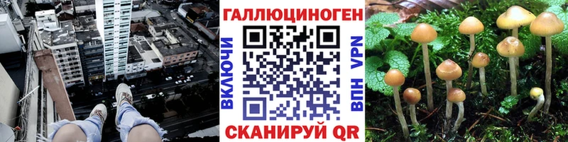 Галлюциногенные грибы Psilocybine cubensis  Купить закладки  Грязи 